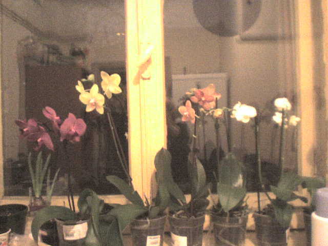 in linie - phalaenopsis
