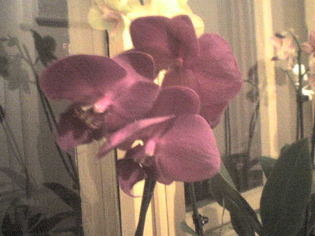  - phalaenopsis