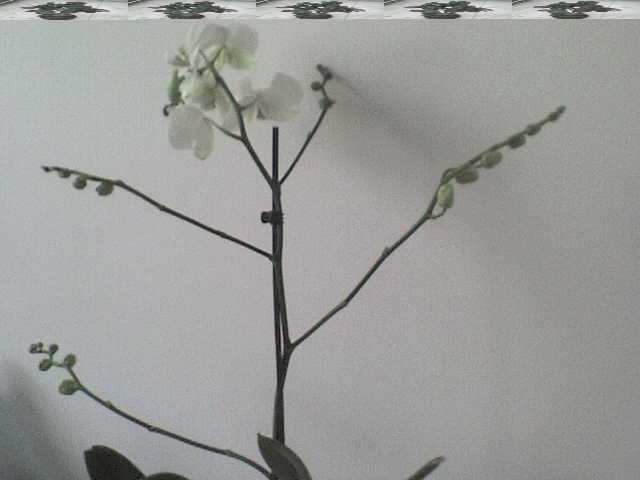 primita de 8 martie - phalaenopsis