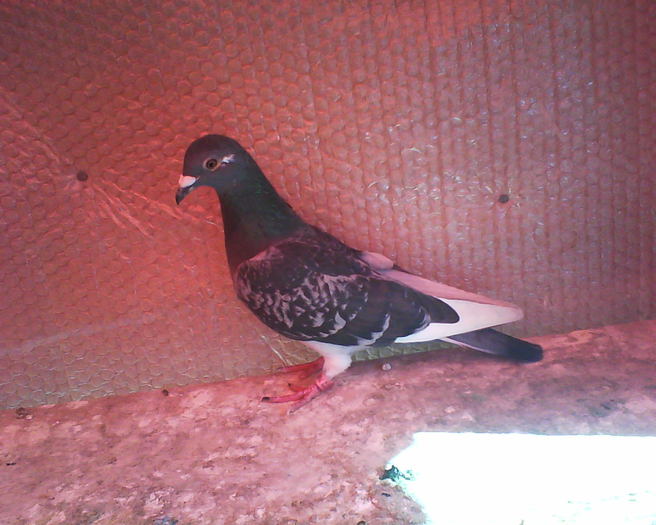 pierduta 768189-2008-femela - 5 martie 2010 poze porumbeii