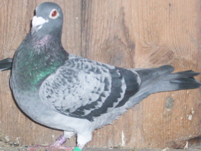 024 - porumbei matca 2010