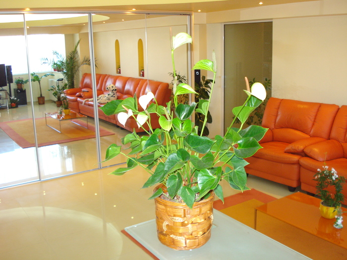 ANTHURIUM ALB