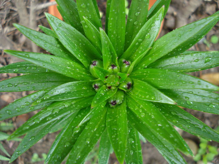 Red Asiatic lily, 03may2009; 2009.
