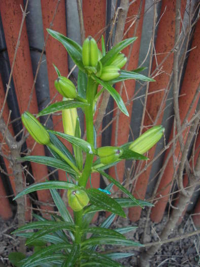 Red Asiatic lily, 25may2009 - Asiatic lily Red