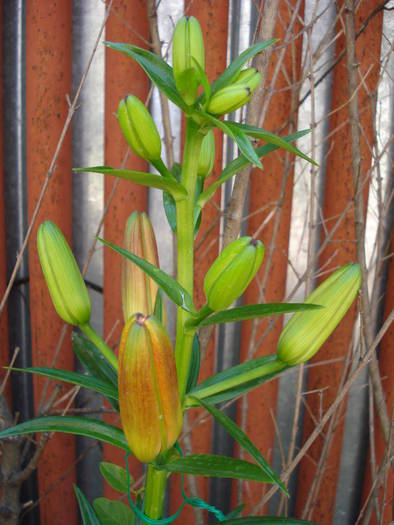 Red Asiatic lily, 28may2009; 2009.
