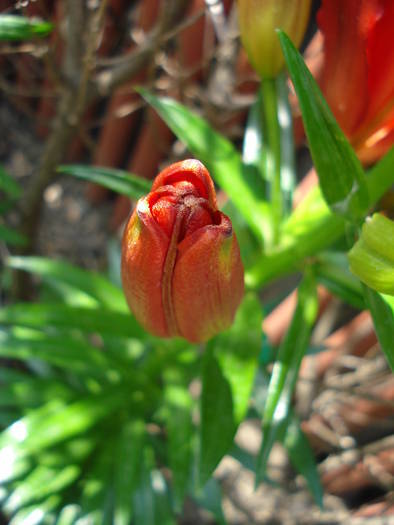 Red Asiatic lily, 02jun2009; 2009.
