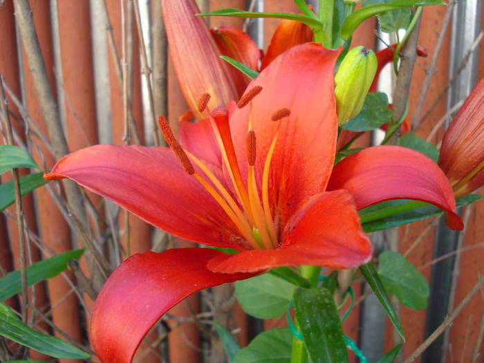 Red Asiatic lily, 04jun2009; 2009.
