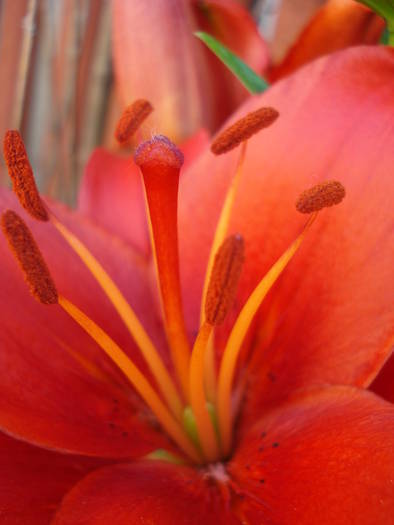 Red Asiatic lily, 04jun2009 - Asiatic lily Red