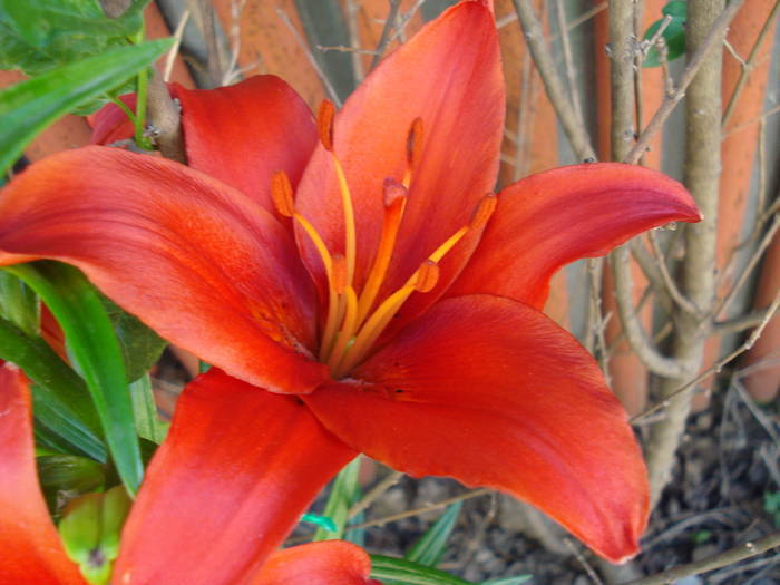 Red Asiatic lily, 05jun2009; 2009.
