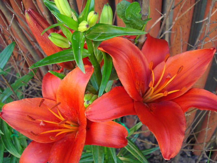 Red Asiatic lily, 05jun2009; 2009.
