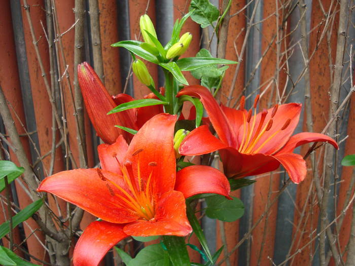 Red Asiatic lily, 06jun2009; 2009.
