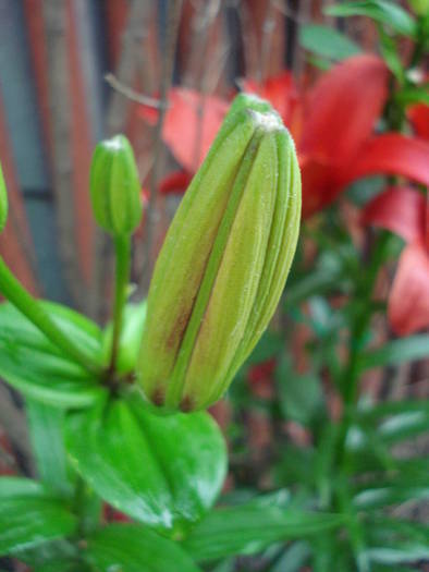 Lilium Orange Pixie, 08jun2009