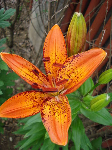 Lilium Orange Pixie, 12jun2009 - Asiatic lily Orange Pixie