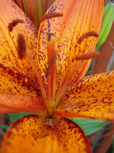 Asiatic lily Orange Pixie, 13jun2009 - Asiatic lily Orange Pixie