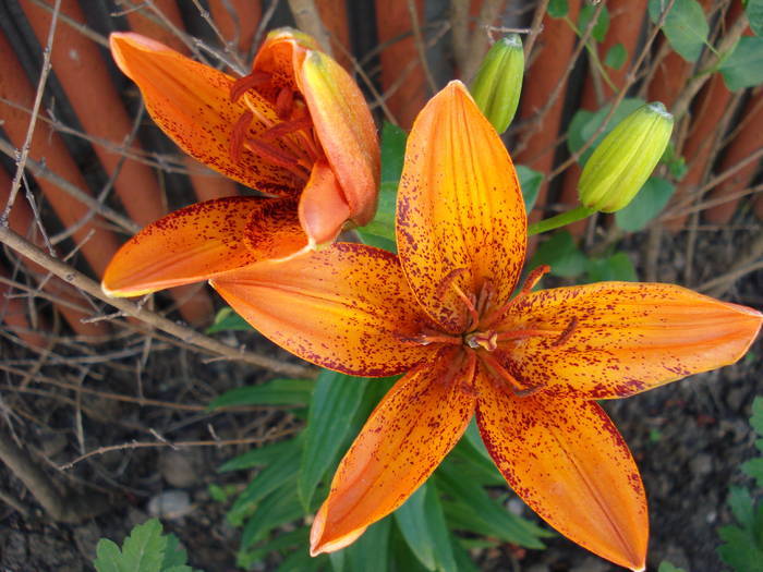 Asiatic lily Orange Pixie, 14jun2009 - Asiatic lily Orange Pixie