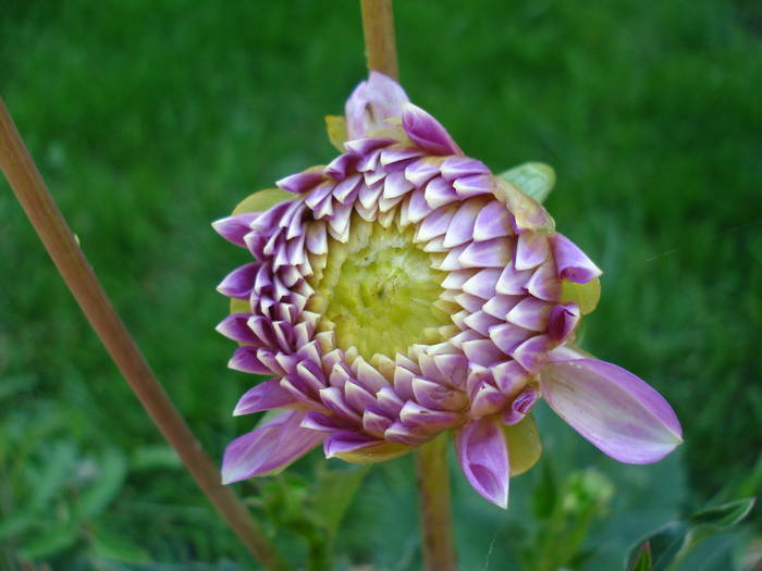 Dahlia Bluesette (2009, June 18)