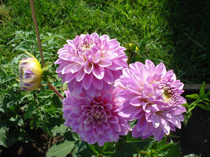 Dahlia Bluesette (2009, June 25)