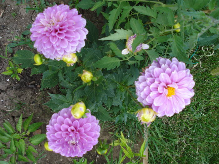 Dahlia Bluesette (2009, July 10)