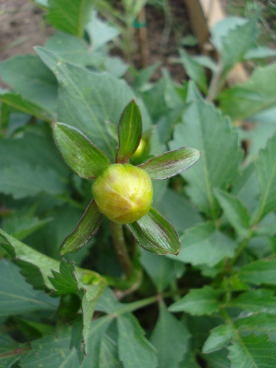 Dahlia Park Princess (2009, May 29)