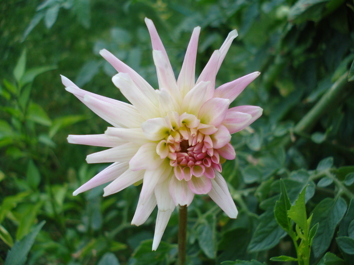 Dahlia Park Princess (2009, August 25)