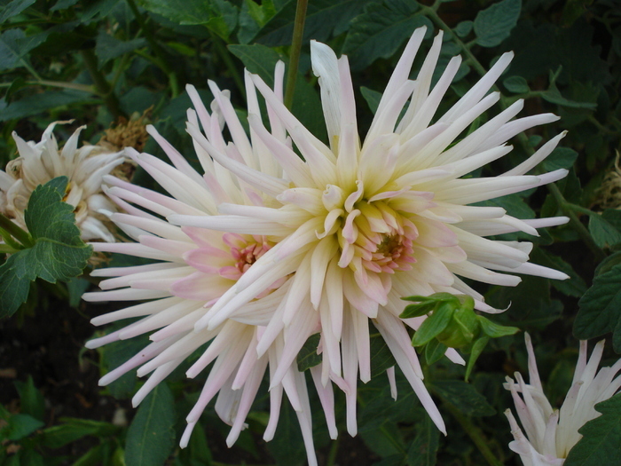 Dahlia Park Princess (2009, August 25) - Dahlia Park Princess