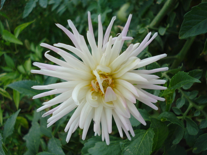 Dahlia Park Princess (2009, August 28)