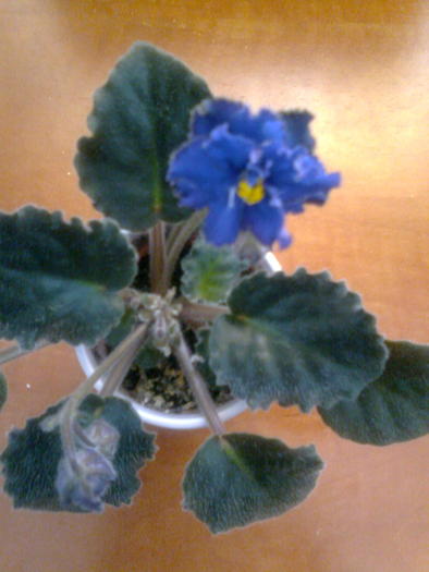 Violeta Ozio sport - Florile mele