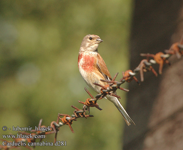 carduelis_cannabina_d281 - pasarile mele