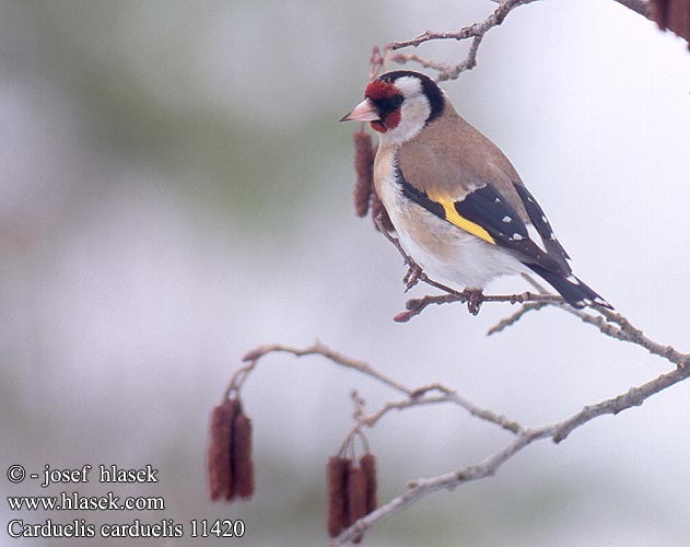 carduelis_carduelis_11420; sticlete
