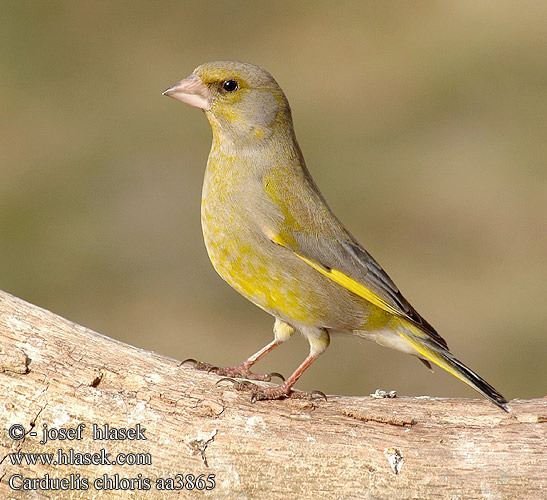 carduelis_chloris_aa3865; florinte
