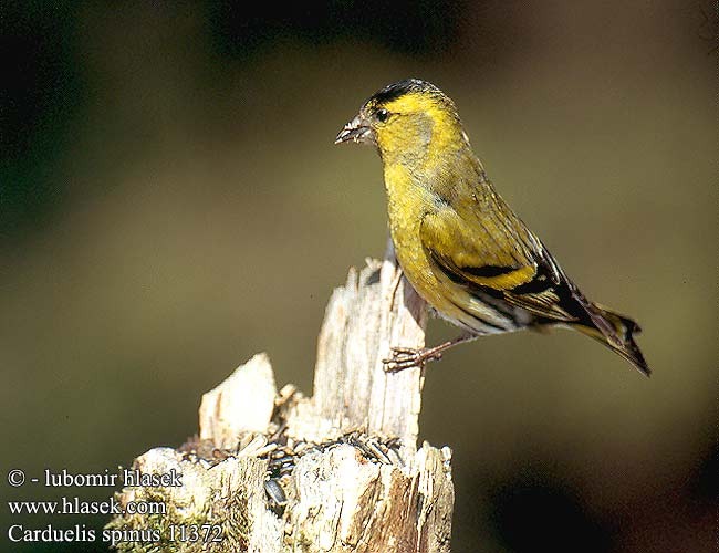 carduelis_spinus_11372 - pasarile mele