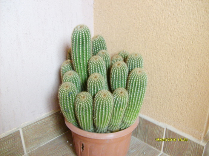 cactus - florile mele