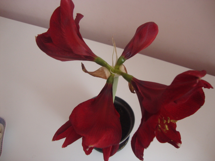 DSC05749 - HIPEASTRUM-amaryllis