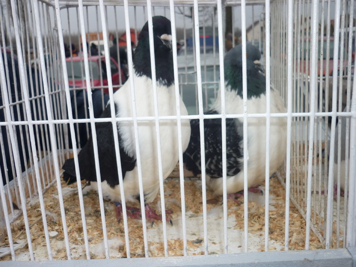 P1010228