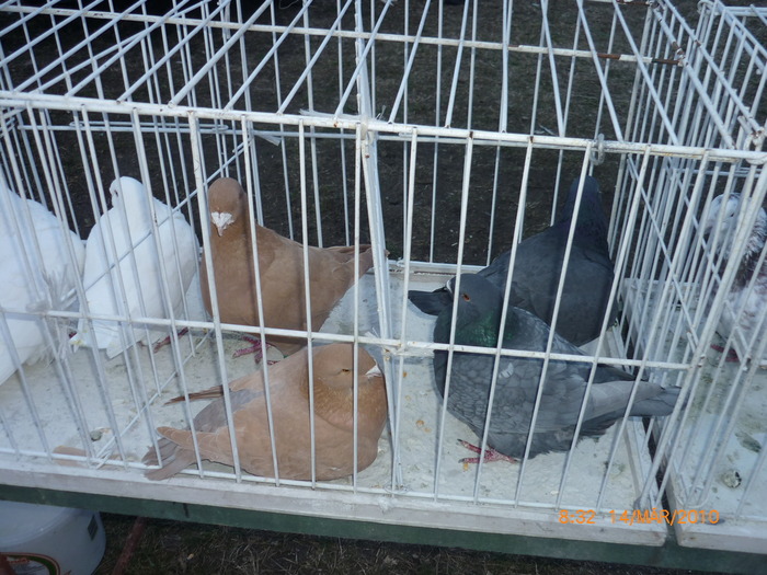 P1010334