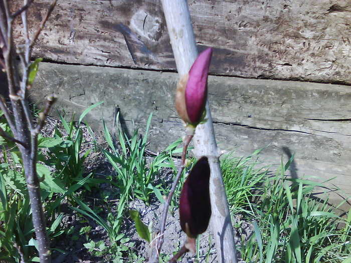 DSC00534; magnolia negro
