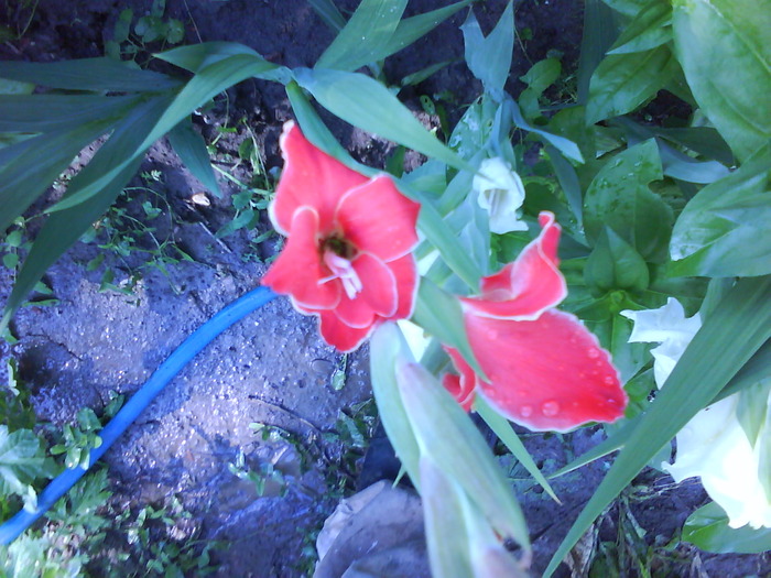 DSC00559; gladiole
