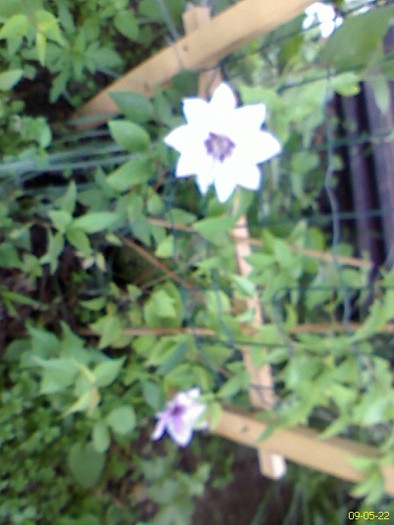 DC090522009 - gradina inflorita