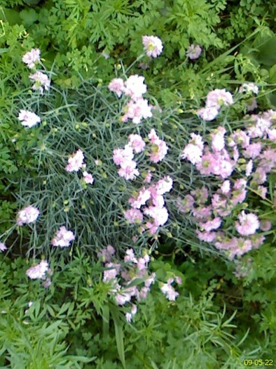 DC090522007 - gradina inflorita