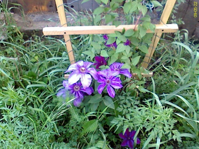 DC090522006 - gradina inflorita