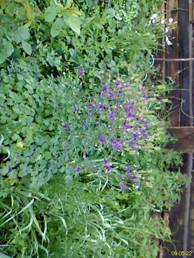 DC090522008 - gradina inflorita