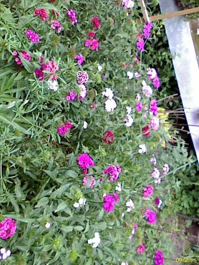 DC090525001 - gradina inflorita