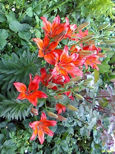 DC090525002 - gradina inflorita