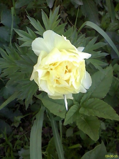 DC090616001 - gradina inflorita