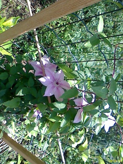 DC090604001 - gradina inflorita