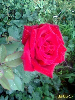 DC090617001; trandafir rosu
