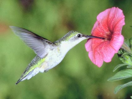  - pasarea colibri