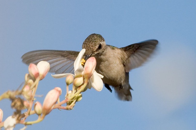  - pasarea colibri