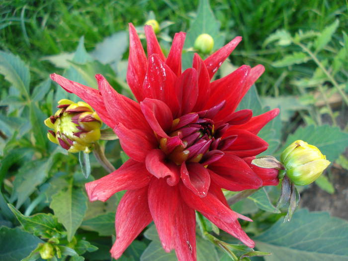 Dahlia Red Pygmy (2009, June 10) - Dahlia Red Pygmy