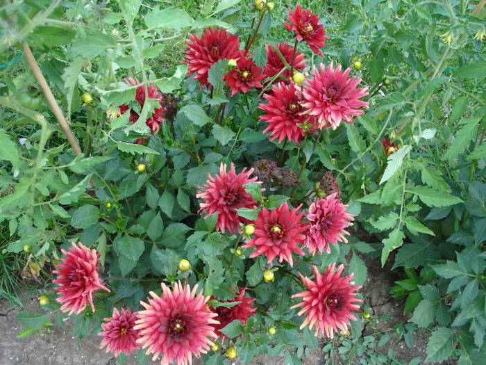 Dahlia Red Pygmy (2009, July 10)